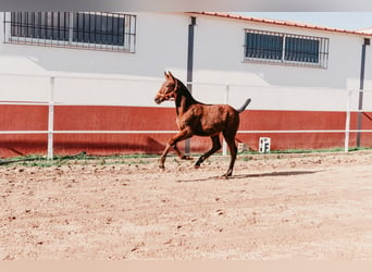 Cheval de sport espagnol, Étalon, 3 Ans, 155 cm, Bai