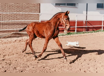 Cheval de sport espagnol, Étalon, 3 Ans, 155 cm, Bai