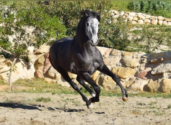 Cheval de sport espagnol, Étalon, 3 Ans, 155 cm, Gris