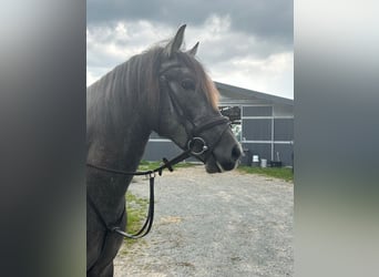 Cheval de sport espagnol, Étalon, 3 Ans, 161 cm, Gris (bai-dun)