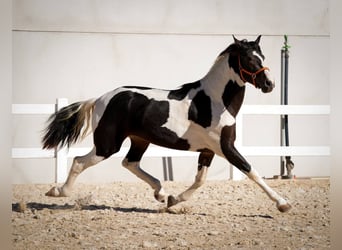 Cheval de sport espagnol, Étalon, 3 Ans, 162 cm, Tobiano-toutes couleurs
