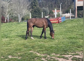 Cheval de sport espagnol, Étalon, 3 Ans, 170 cm, Bai