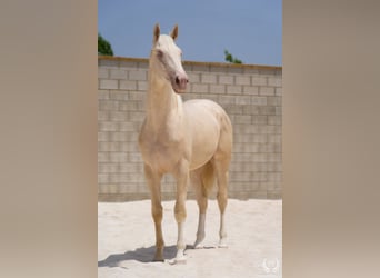 Cheval de sport espagnol, Étalon, 3 Ans, 170 cm, Cremello