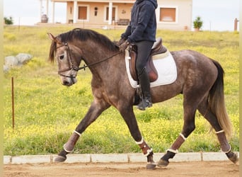 Cheval de sport espagnol, Étalon, 4 Ans, 160 cm, Gris