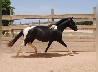 Cheval de sport espagnol, Étalon, 4 Ans, 163 cm, Pinto