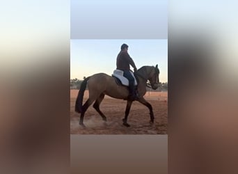 Cheval de sport espagnol, Étalon, 5 Ans, 161 cm, Isabelle