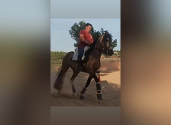 Cheval de sport espagnol, Étalon, 5 Ans, 161 cm, Isabelle