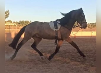 Cheval de sport espagnol, Étalon, 5 Ans, 161 cm, Isabelle