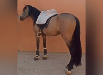 Cheval de sport espagnol, Étalon, 5 Ans, 161 cm, Isabelle