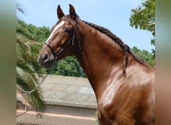 Cheval de sport espagnol, Étalon, 5 Ans, 165 cm, Alezan brûlé