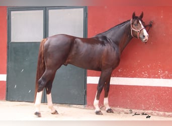 Cheval de sport espagnol, Étalon, 5 Ans, 165 cm, Alezan cuivré