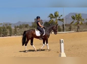 Cheval de sport espagnol, Étalon, 5 Ans, 166 cm, Bai brun