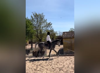 Cheval de sport espagnol, Étalon, 6 Ans, 160 cm, Gris pommelé
