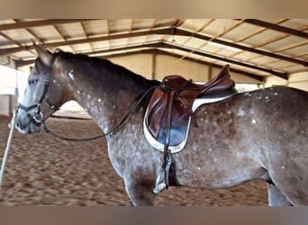 Cheval de sport espagnol Croisé, Étalon, 6 Ans, 163 cm, Isabelle