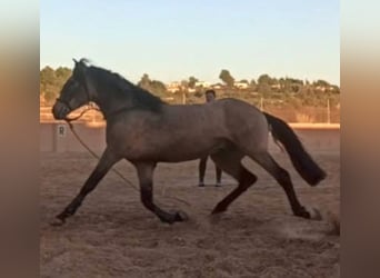 Cheval de sport espagnol, Étalon, 6 Ans, 163 cm, Isabelle