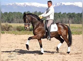 Cheval de sport espagnol, Étalon, 6 Ans, 165 cm, Bai