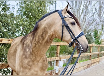 Cheval de sport espagnol, Étalon, 6 Ans, 168 cm, Isabelle