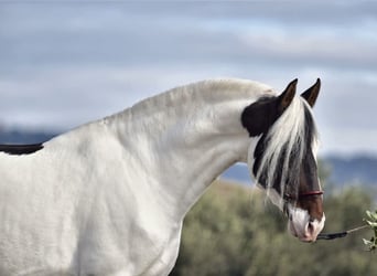 Cheval de sport espagnol, Étalon, 6 Ans, 170 cm, Pinto
