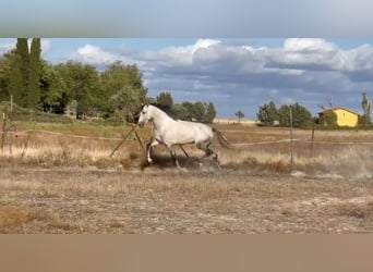 Cheval de sport espagnol, Étalon, 7 Ans, 164 cm, Gris