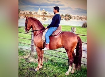 Cheval de sport espagnol, Étalon, 7 Ans, 175 cm, Alezan