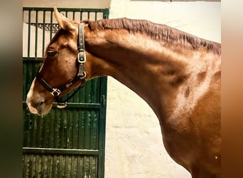 Cheval de sport espagnol, Étalon, 7 Ans, 175 cm