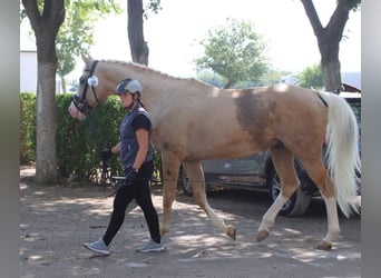 Cheval de sport espagnol Croisé, Étalon, 9 Ans, 167 cm, Palomino