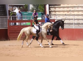 Cheval de sport espagnol Croisé, Étalon, 9 Ans, 167 cm, Palomino