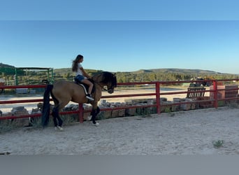 Cheval de sport espagnol, Étalon, 9 Ans, 175 cm, Isabelle
