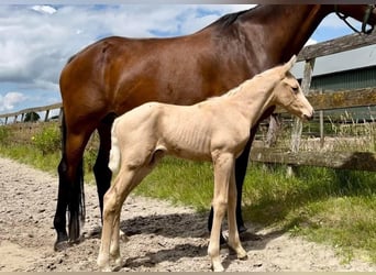 Cheval de sport espagnol, Étalon, 9 Ans, 162 cm, Cremello