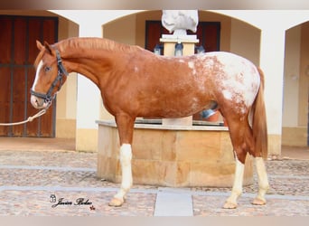 Cheval de sport espagnol, Étalon, 3 Ans, 174 cm, Léopard