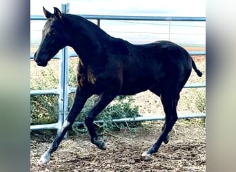 Cheval de sport espagnol, Étalon, Poulain (04/2025), 165 cm, Noir
