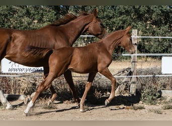 Cheval de sport espagnol, Étalon, Poulain (01/2025), Alezan