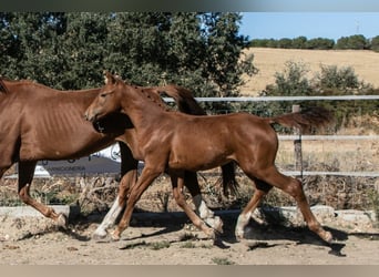 Cheval de sport espagnol, Étalon, Poulain (01/2025), Alezan
