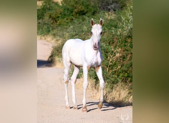 Cheval de sport espagnol, Étalon, Poulain (04/2026), Léopard