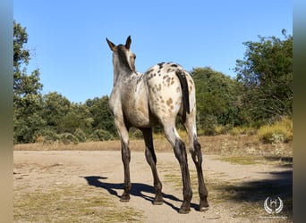 Cheval de sport espagnol, Étalon, Poulain (03/2024), Léopard