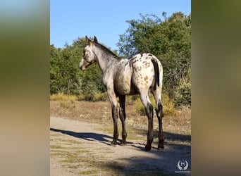 Cheval de sport espagnol, Étalon, Poulain (03/2024), Léopard