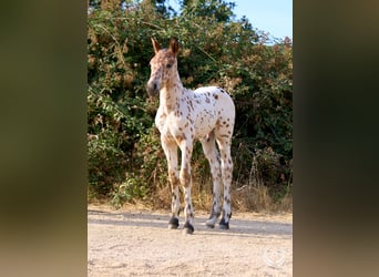 Cheval de sport espagnol, Étalon, Poulain (07/2026), Léopard