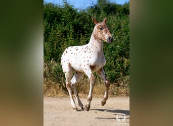 Cheval de sport espagnol, Étalon, Poulain (01/2026), Léopard