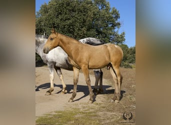 Cheval de sport espagnol, Étalon, Poulain (05/2024), Léopard