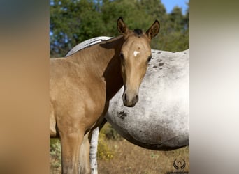 Cheval de sport espagnol, Étalon, Poulain (05/2024), Léopard