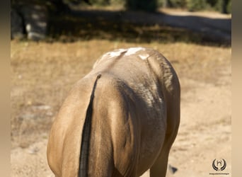 Cheval de sport espagnol, Étalon, Poulain (05/2024), Léopard