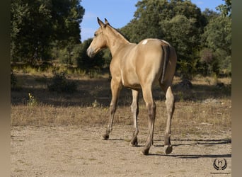 Cheval de sport espagnol, Étalon, Poulain (05/2024), Léopard