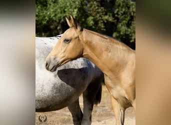 Cheval de sport espagnol, Étalon, Poulain (05/2024), Léopard