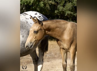 Cheval de sport espagnol, Étalon, Poulain (05/2024), Léopard