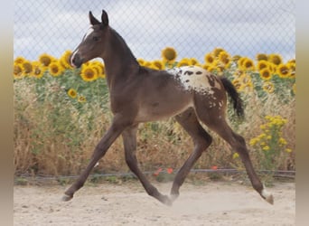 Cheval de sport espagnol, Étalon, Poulain (01/2025), Léopard