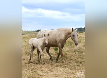 Cheval de sport espagnol, Étalon, Poulain (05/2024), Perlino