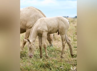 Cheval de sport espagnol, Étalon, Poulain (05/2024), Perlino