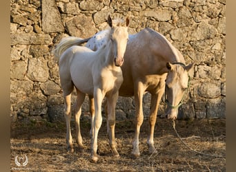 Cheval de sport espagnol, Étalon, Poulain (05/2024), Perlino