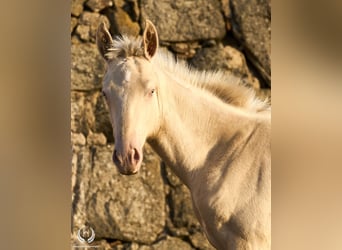 Cheval de sport espagnol, Étalon, Poulain (05/2024), Perlino