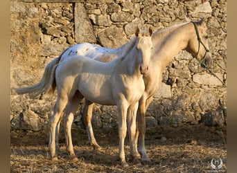 Cheval de sport espagnol, Étalon, Poulain (05/2024), Perlino